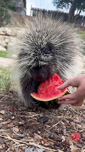 Happy National Watermelon Day! 🍉😋 #animals #cuteanimals #watermelon | San Antonio Zoo
