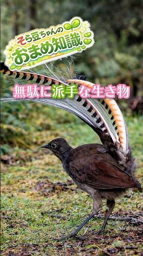 チェーンソーで求愛する鳥が存在する【コトドリ】#コトドリ #モノマネ #珍しい鳥 #動物雑学 #生き物雑学