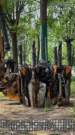 大木を根ごと持ち上げる！樹木移植機の驚きの仕組み #worker #process #treetransplant #satisfying #machinery