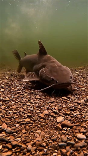 🤯 The ULTIMATE 350lb Fish Catch! You WON'T Believe Your Eyes! 🎣