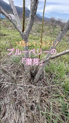 リカバーするための仕組み「ブルーベリーの潜芽」#ブルーベリーの森あづみの #幸せフルーツ工房 #ブルーベリー栽培 #有機ブルーベリー #ブルーベリーの剪定