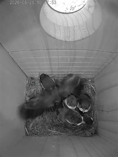 Chickadee baby getting ready to fly 🥹