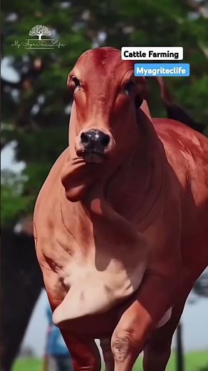 Cattle Feeding Schedule for Maximum Growth #myagriteclife