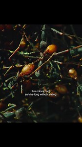 The colony Army Ants vs A Bush Crickets #animals #animalworld #ANTS #antslife #bushcricket | Animal Documentary