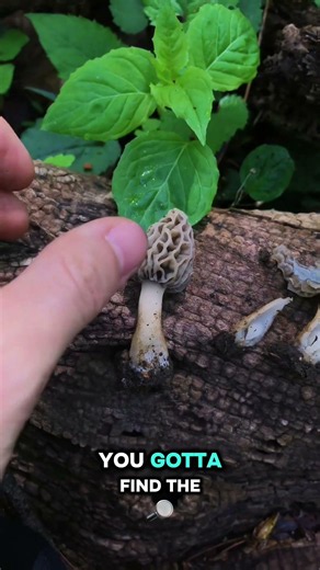 HE EATS THE MOST EXPENSIVE MUSHROOM IN THE WORLD STRAIGHT!?!
