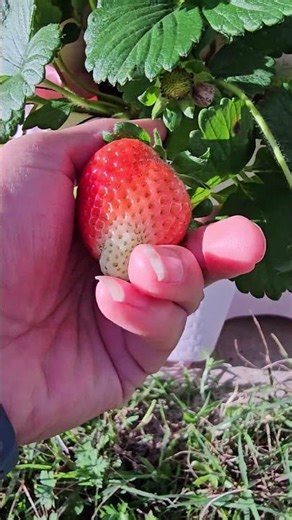 Look at the Size of These Strawberries #BestGardenDreams