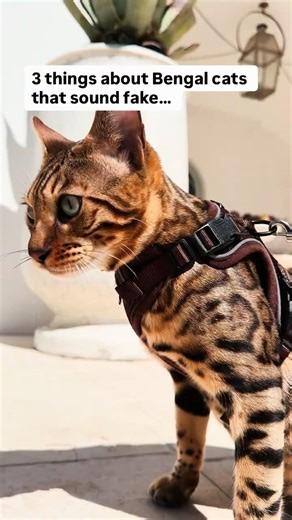 Bengals are built differentWhich one shocked you the most?#BengalCat#CatFacts