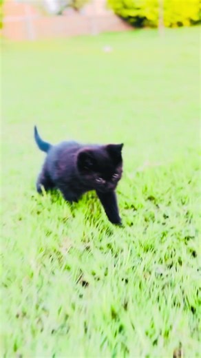 Funny Black Baby Cat – So Cute and Playful 🐈‍⬛ #funnycats #cats #kittens #shortfeed #cutecats