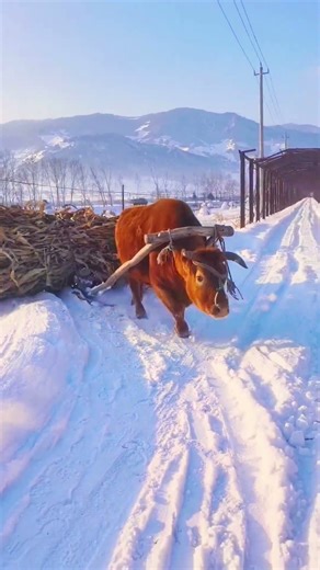 Snowy Haul: Ox Transporting a Large Load of Fodder