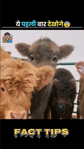 Meet the World’s Smallest Cow 🐮#facts #cowvideos #funnyeffect