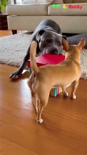 Curiosity made Rocky pay the price 😭🤣#funnyvideos#funnydogs #chihuahua