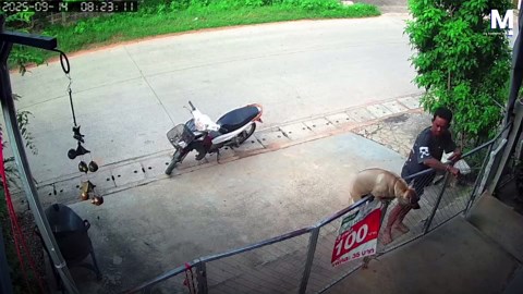 Cowardly canine! Dog leaps back over gate to safely bark at man