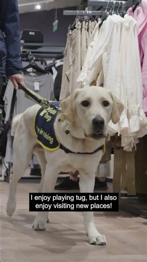 Derek's been busy this week! 🐶 #GuideDogs #GuideDogsUK #DogTraining #Shorts