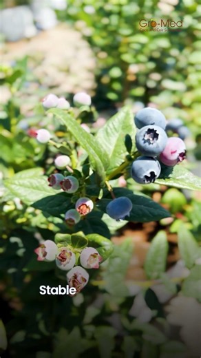 🫐 210 Hectares of Blueberries in Peru — Grown on Gro-Med Blue B