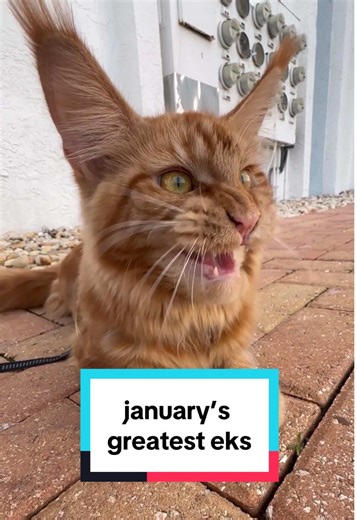 ekekekkekkek compilation 🗣️ january 2026’s greatest eks featuring (ig): Siren fisherthemainecoon Helga helgathesatancat Toffee alisaaliass Luna & Lyra lunaandlyra.x Vilperi kallio.hanna Tijger bo_stout Manyi rebekaaszucs Haku djdev1ant Peri peri_diaries Sushi mojobeton #ekekekkekkek #ekekekkekkekcompilation