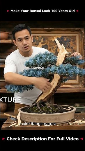 Complete SHARI Bonsai Tutorial: Scoring, Peeling, Texture & Before After