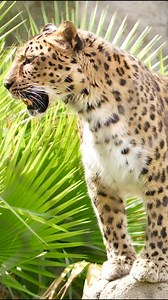 Spotted: Lisa the Amur leopard | Houston Zoo