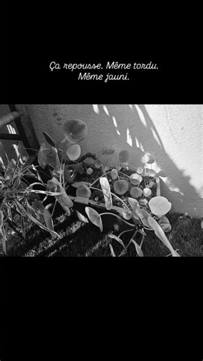Ça repousse. Même tordu. Même jauni.