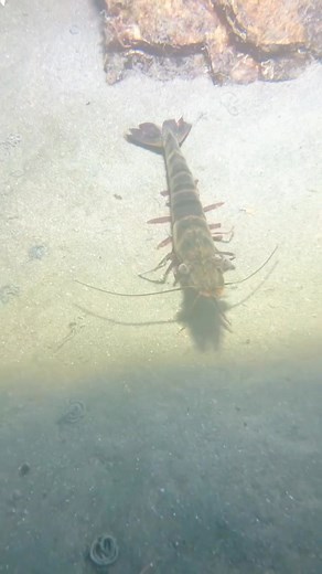 🐟🐠🐡🦀🦐 #aquarium #fish #freshwaterfish #saltwaterfish #marinefish #tropicalfish #coldwaterfish #usa | Ny Pheap