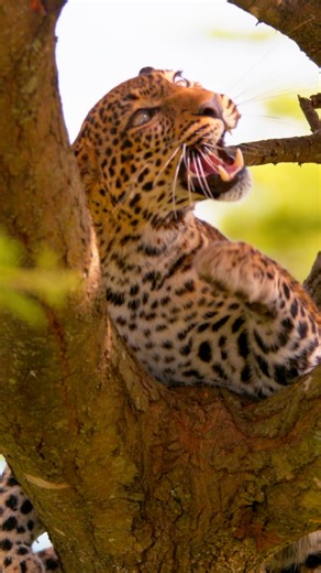 7.3K views · 242 reactions | Leopards are equipped with built-in fly swatters. Whether they are slinking through the undergrowth or resting in the boughs of a tree, it's always rewarding spending time with these cats and gaining a glimpse into their secretive worlds. Have you spotted a leopard on safari?⁣ | Great Plains Conservation | Facebook
