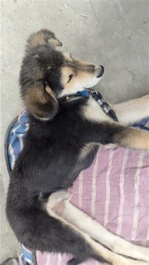 Ab main So Raha hun 😂😂 #dogcomedyvideo #funnydogcomedy #oggysound #cutedogvideofunny #viraldogvideos