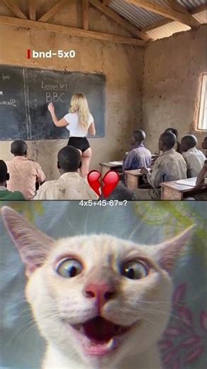 watch and laugh #relatable #cat #bingo