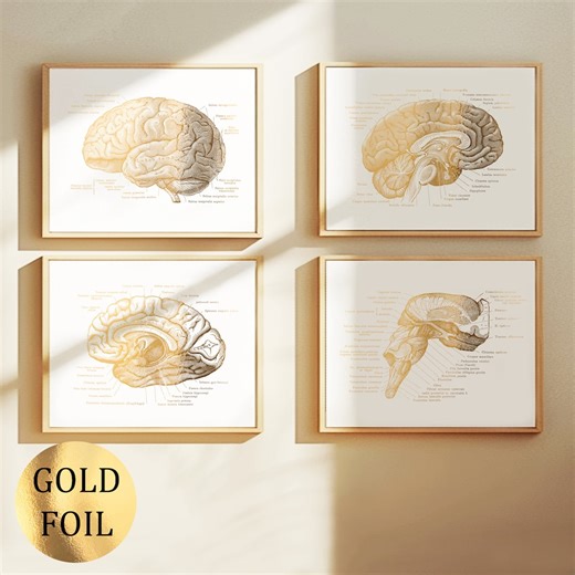 4 Brain Anatomy Art, Neurology Posters, Neuroscience Art, Brain Cross Section, Anatomical Brain, Gold Foil Print, Doctor Office Decor - Etsy