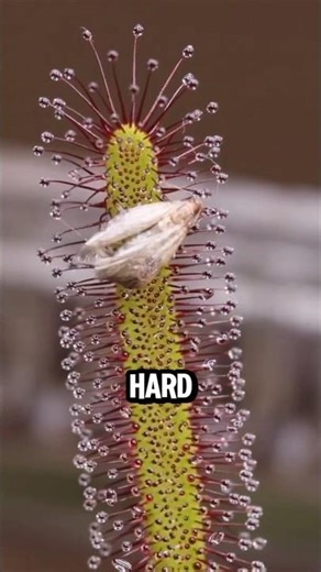 ✨🍯 Those Shiny Drops? A Deadly Trap for Insects!
