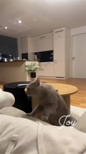 When cat smells bad,and their reactions😂 the other one i like how they look side eye😂😂 @highlight #highlights2025 #everyoneシ゚ #viralvideochallenge #funnycatsvideo #viewers #amazingvideo #cat #follower #petlovers #nonfollowers | Joy Gelogo Buenavidez