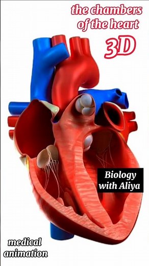 the chambers of the heart | #medical #animation #3d #short | Biology with Aliya