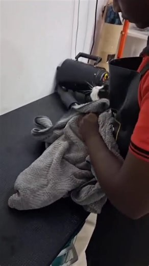 ✂️ Persian Cat Glow-Up! From Fluff to Fabulous #CatTransformation #fluffycat