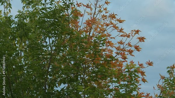 Mixed maple trees: one tree with yellowed foliage and the other with green.
