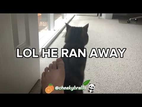 My nonchalant kittyyy!