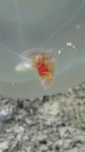 Schmidt Ocean Institute on Instagram: "Sticky fishing with benthic ctenophores! Some jellies sting their prey by injecting venom through a harpoon-like structure called a nematocyst. Platyctenida, or benthic ctenophores, have colloblasts, or sticky cells that release a mucus-like glue when they unspool their extra-long tentacles into the water column and fish for their next meal. These hitchhikers were filmed clinging to tunicates attached to a submarine canyon wall about 1.75 miles (2.8 km) dee