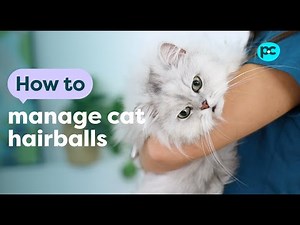 My Cat Keeps Getting Hairballs - Is It Normal? A Vet Explains What To Do