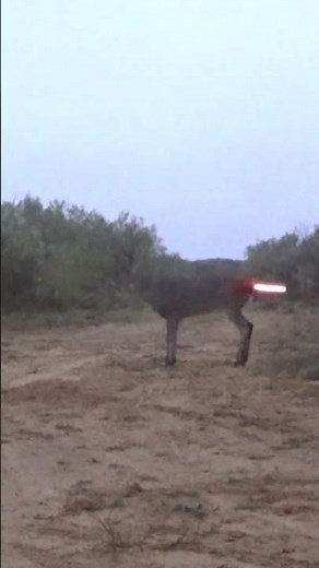 Tiro a Venado con Arco de Poleas #caza #deer #archery #venados #shorts #grandestrofeos #bienpegado