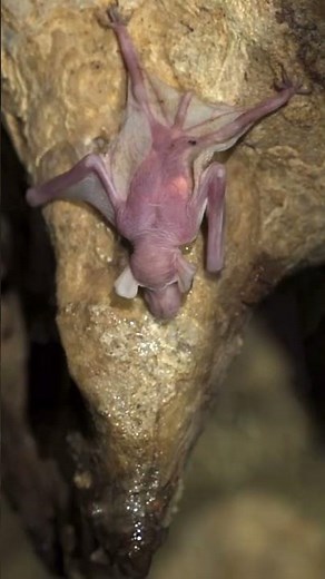 BABY BAT