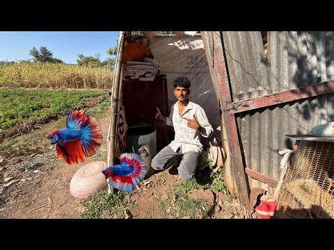 Finally Setup Pe Betta Fish Add Ki ||😍🐠