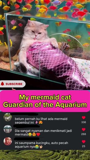 My mermaid cat Guardian of the Aquarium. #cat #viral #shorts #global ##foryou #fyp