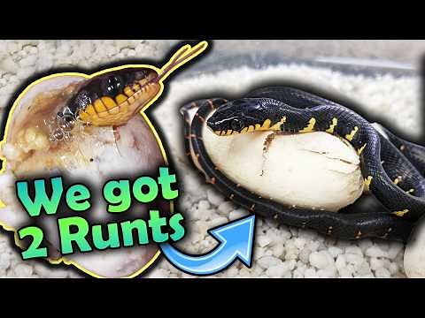 Baby Mangrove Snakes Hatching!! (There are 2 Runts...)