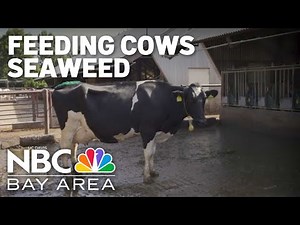 Feeding cattle seaweed reduces methane gas emissions