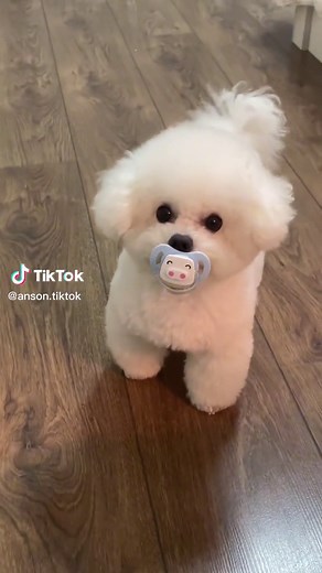 Cute Dog Videos Compilation | Bichon Frise Puppies | Funny Dog Moments