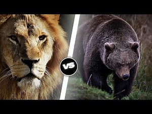 Lion VS Bear: Who Would Win?