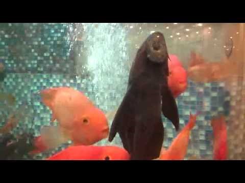 Sucker fish (algae eater)