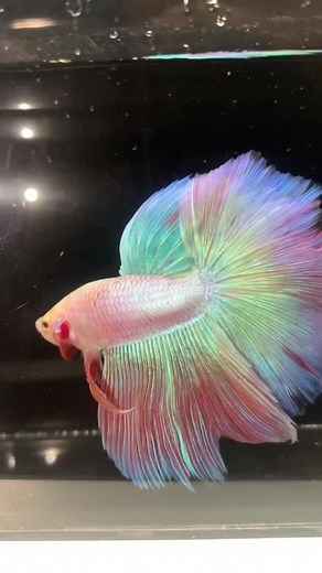Beautiful Alicorn Betta Fish - Stunning Siamese Fighter Fish Video