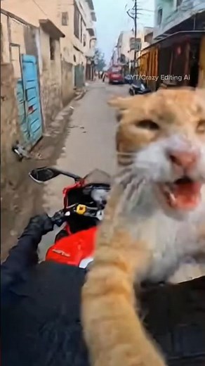 Cat Vs Ducati rider 🤣funny, Ai
