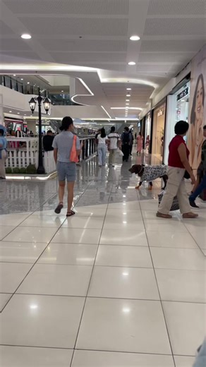 Let Your Dog Enjoy Peanut Butter!