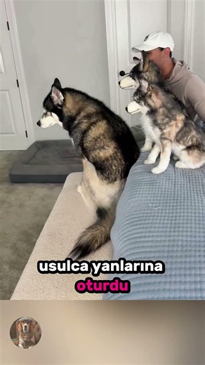 Sahte Köpeklere Verilen Üç Farklı ve Komik Tepki 🐶🐕😂