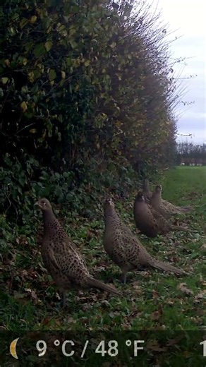 A group of female pheasants