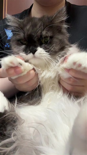 ピッカ⚡️ #ミヌエット #ミヌエット短足 #catsoftiktok #きゅーすと #踊ってみた